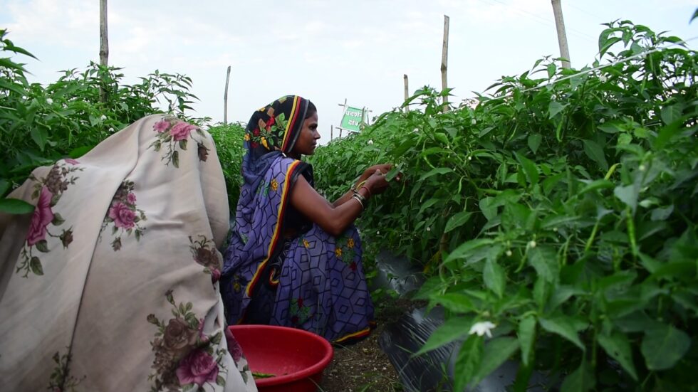 Syngenta Foundation India – Sustainable Agriculture